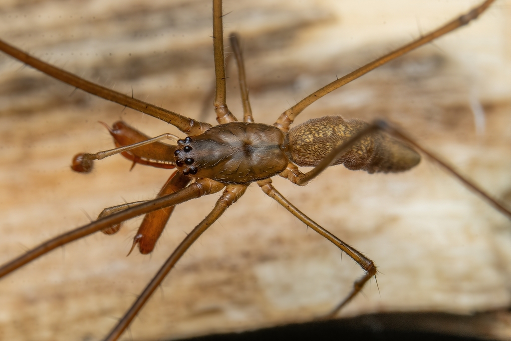 Tetragnatha argentinensis