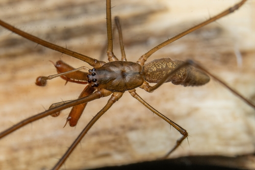 Tetragnatha argentinensis