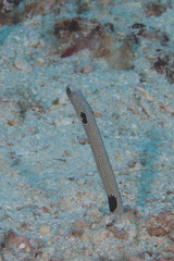 Heteroconger hassi