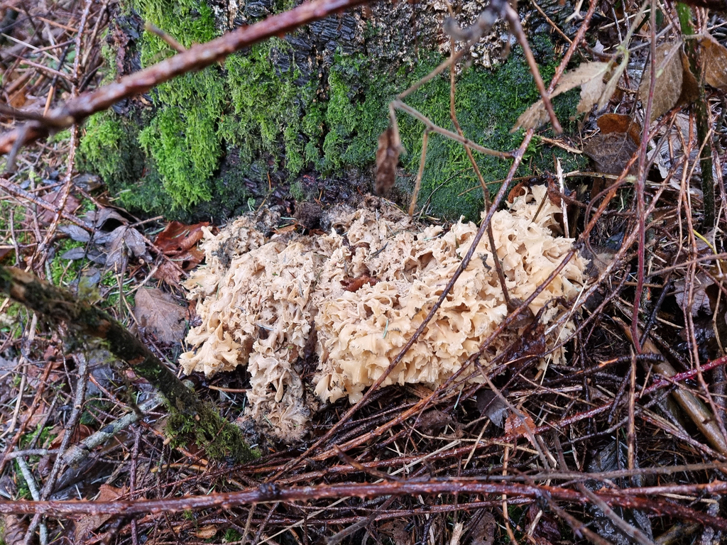 Sparassis crispa · December 2025 · photo: © demianhiss (iNaturalist, cc-by)