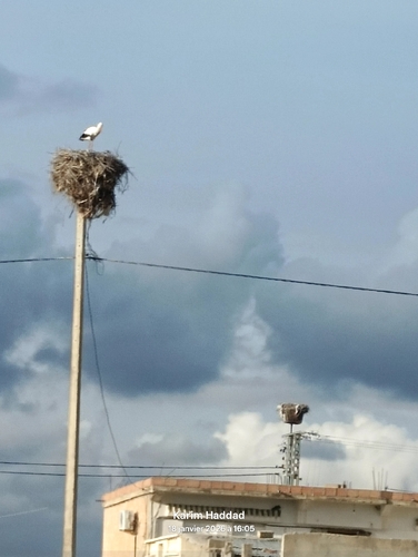 White Stork