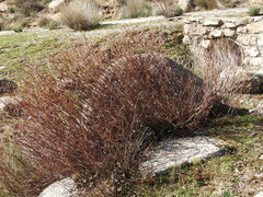 Rumex induratus