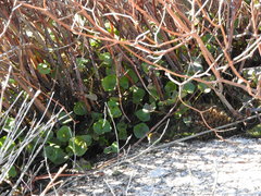 Rumex induratus