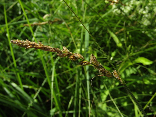 brown sedge (Carex disticha)