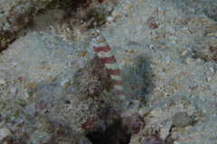 Amblyeleotris wheeleri