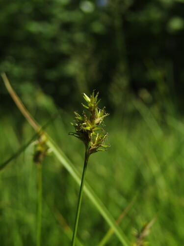 alpine grass (Carex brizoides)