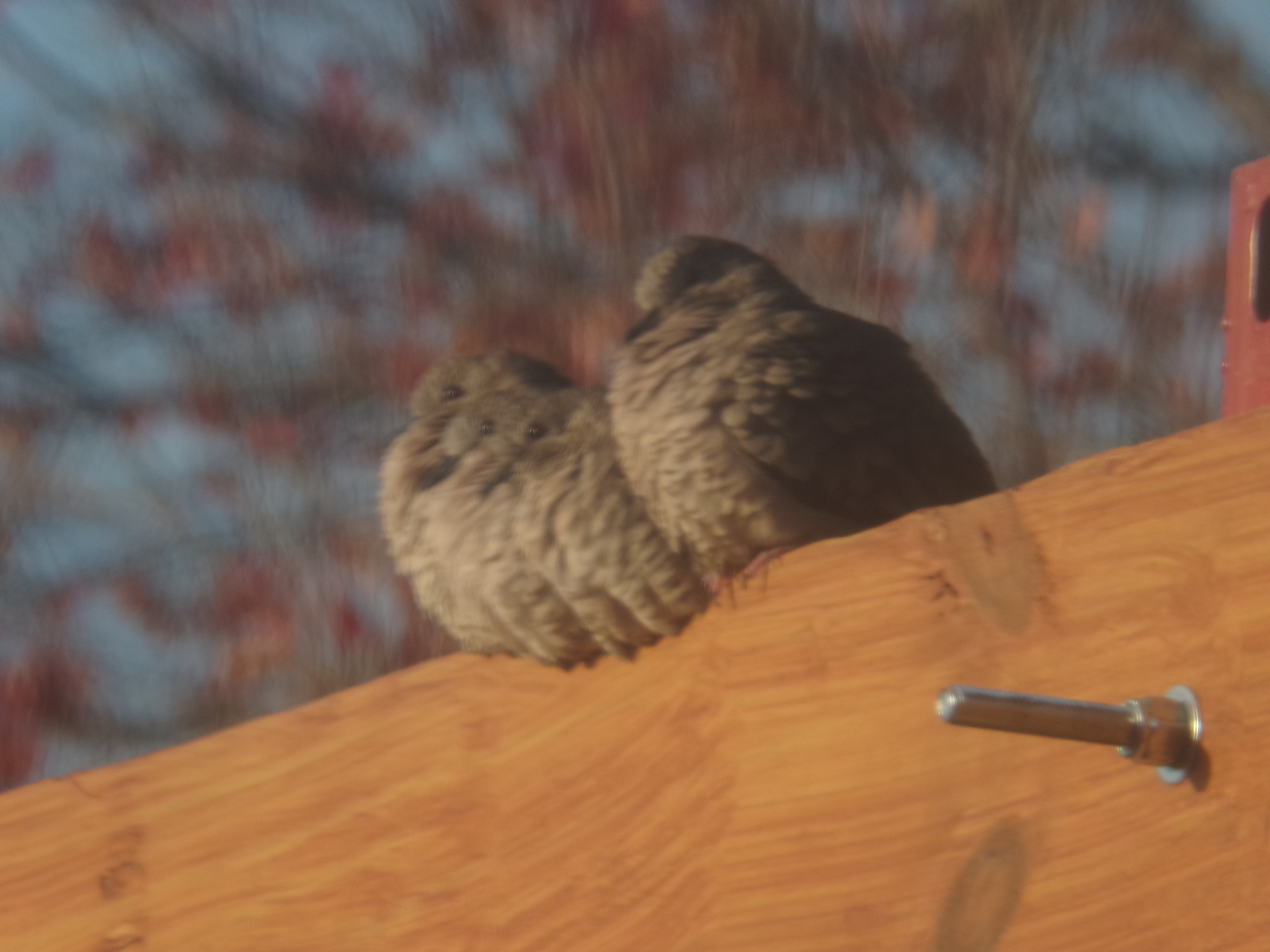 Inca Dove (Columbina inca), photo 2
