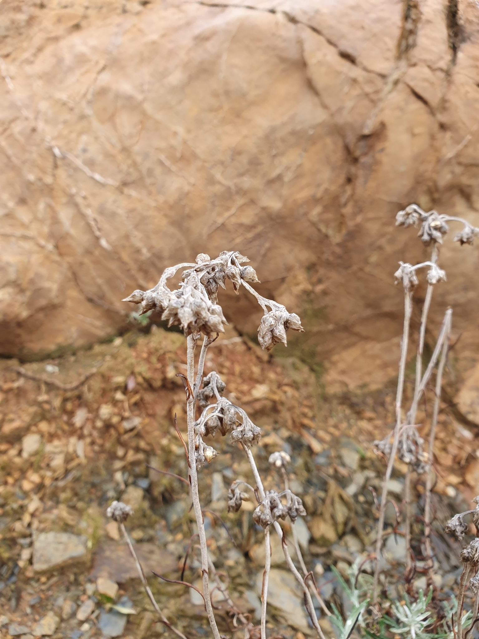 Helichrysum Pendulum (Helichrysum pendulum)