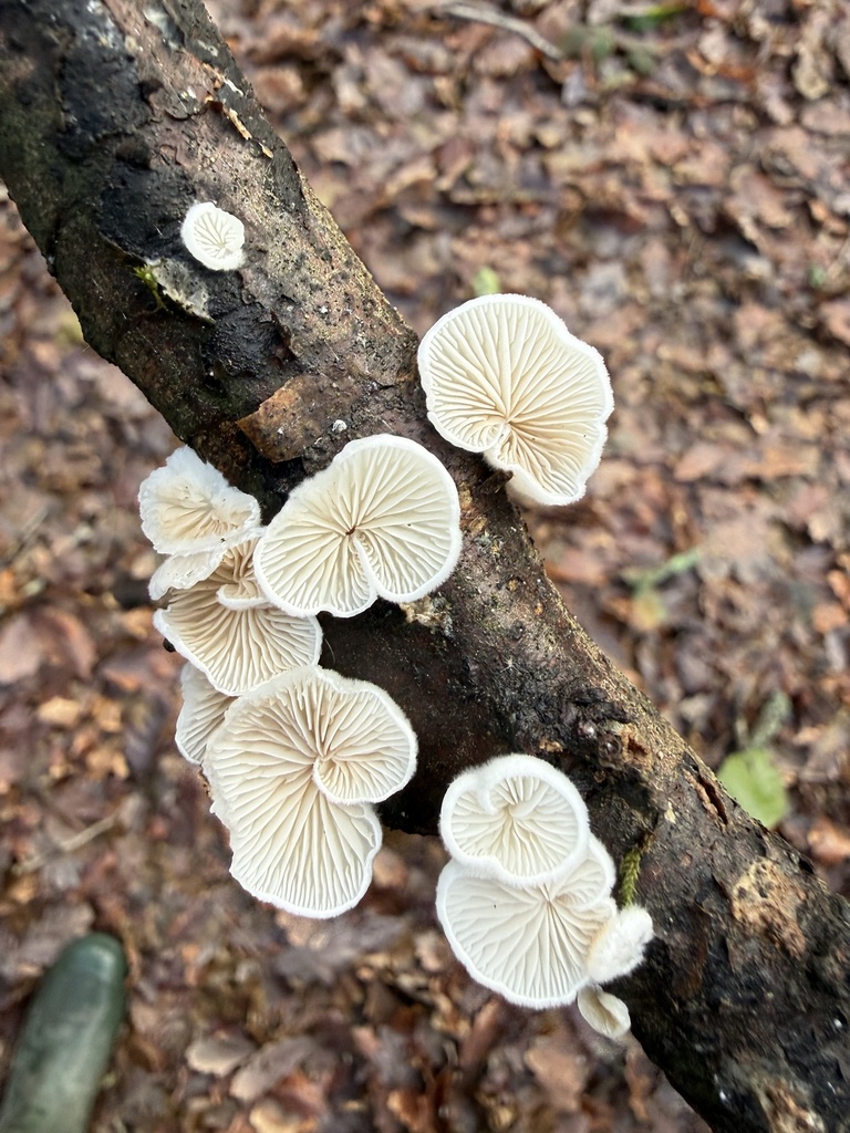 Crepidotus · January 2026 · photo: © cjoynson (iNaturalist, cc0)