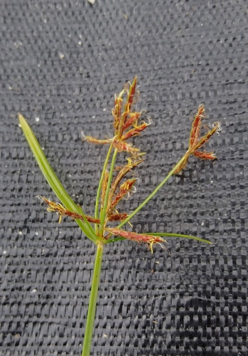 Cyperus rotundus image