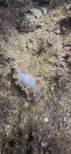 Hydatina physis observed 2026-01-19