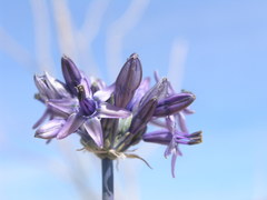 Triteleiopsis palmeri