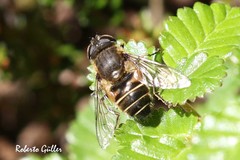 Eristalis croceimaculata