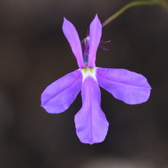 Lobelia aurita