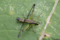 Paramastax mariaetheresiae