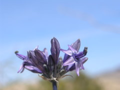 Triteleiopsis palmeri