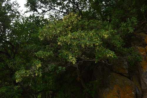 Ruprechtia apetala, photograph 5
