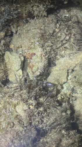 Gymnothorax gracilicauda observed 2026-01-18