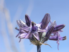 Triteleiopsis palmeri