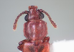 Pediacus
