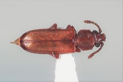 Pediacus