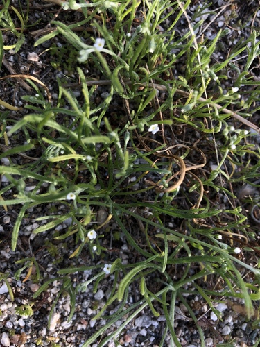 iNaturalist observation photo of combseeds