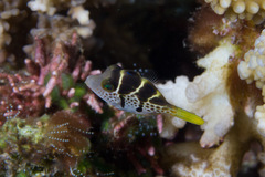 Paraluteres prionurus