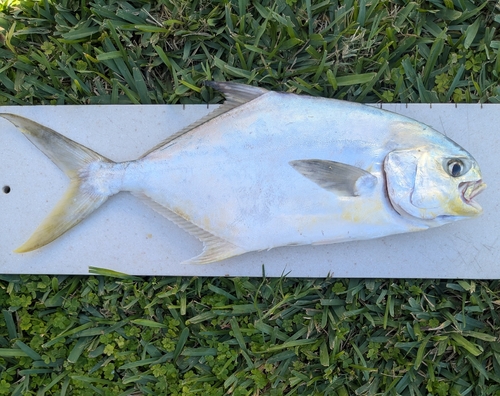 Florida pompano (Trachinotus carolinus) — Carangidae — 3