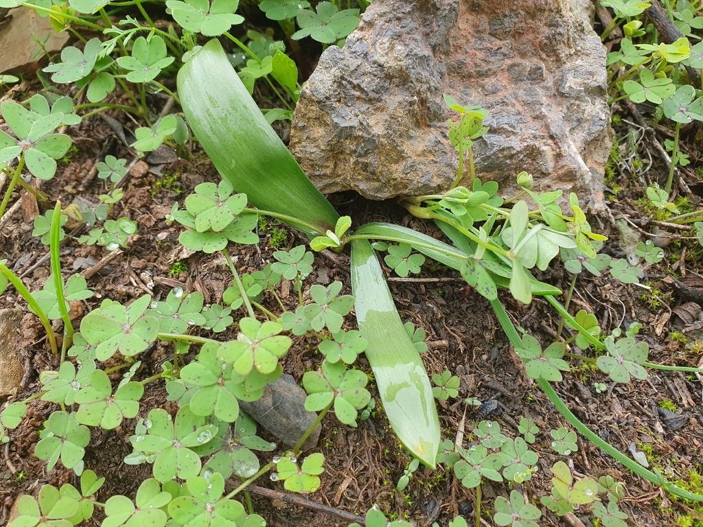 Prospero obtusifolium; photograph (c) Mehdi Chetibi, some rights reserved (CC BY)