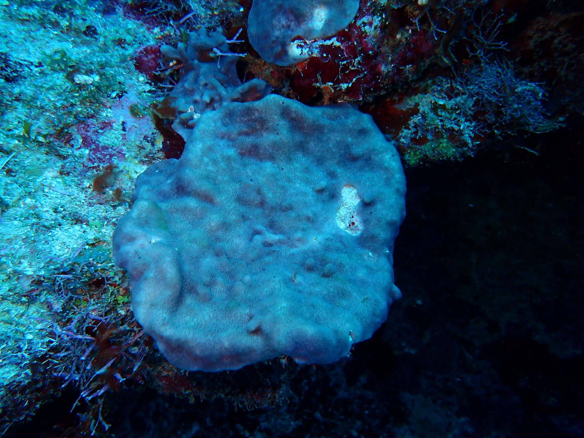 Trididemnum solidum (Van Name, 1902)