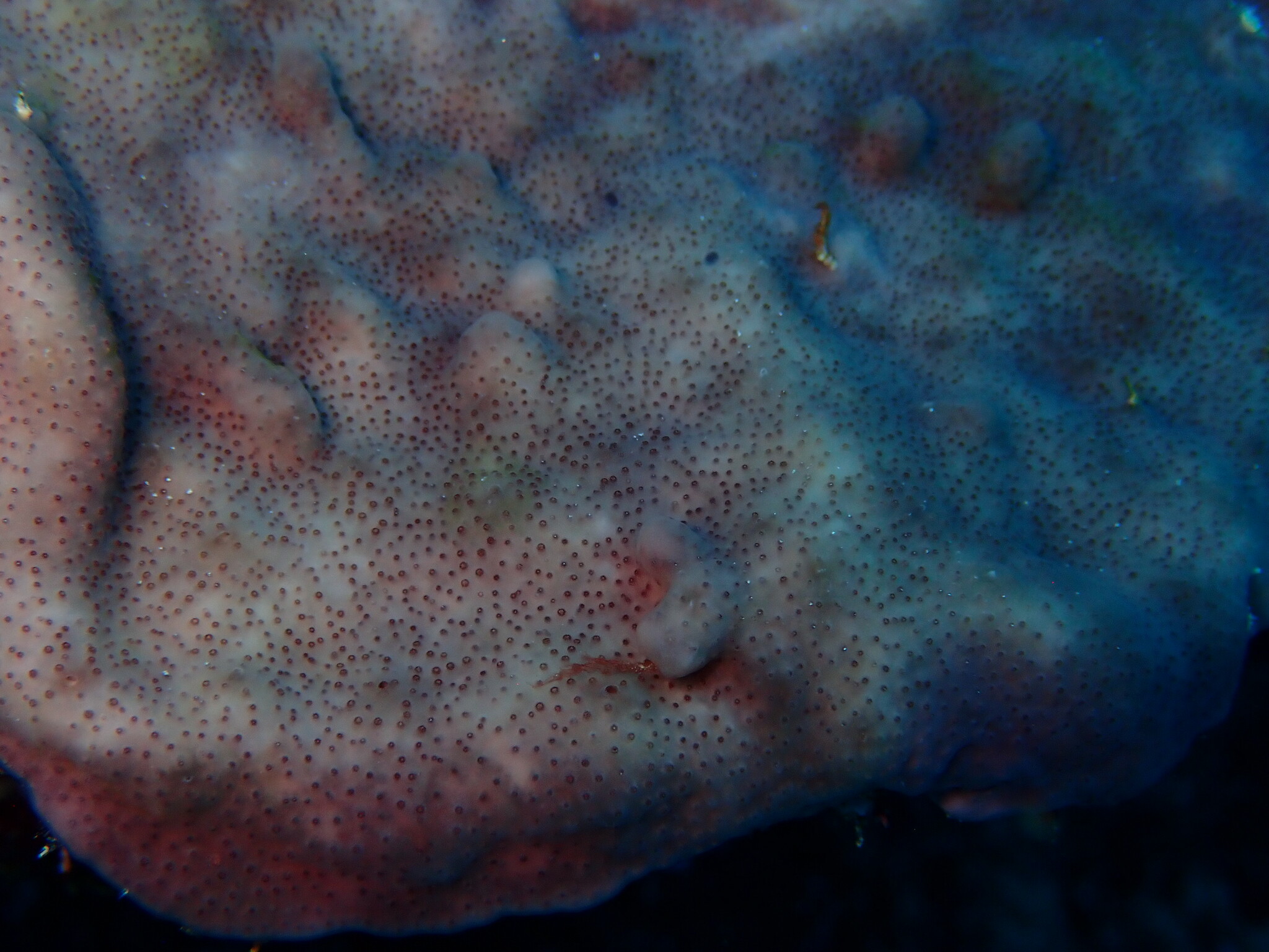 Trididemnum solidum (Van Name, 1902)