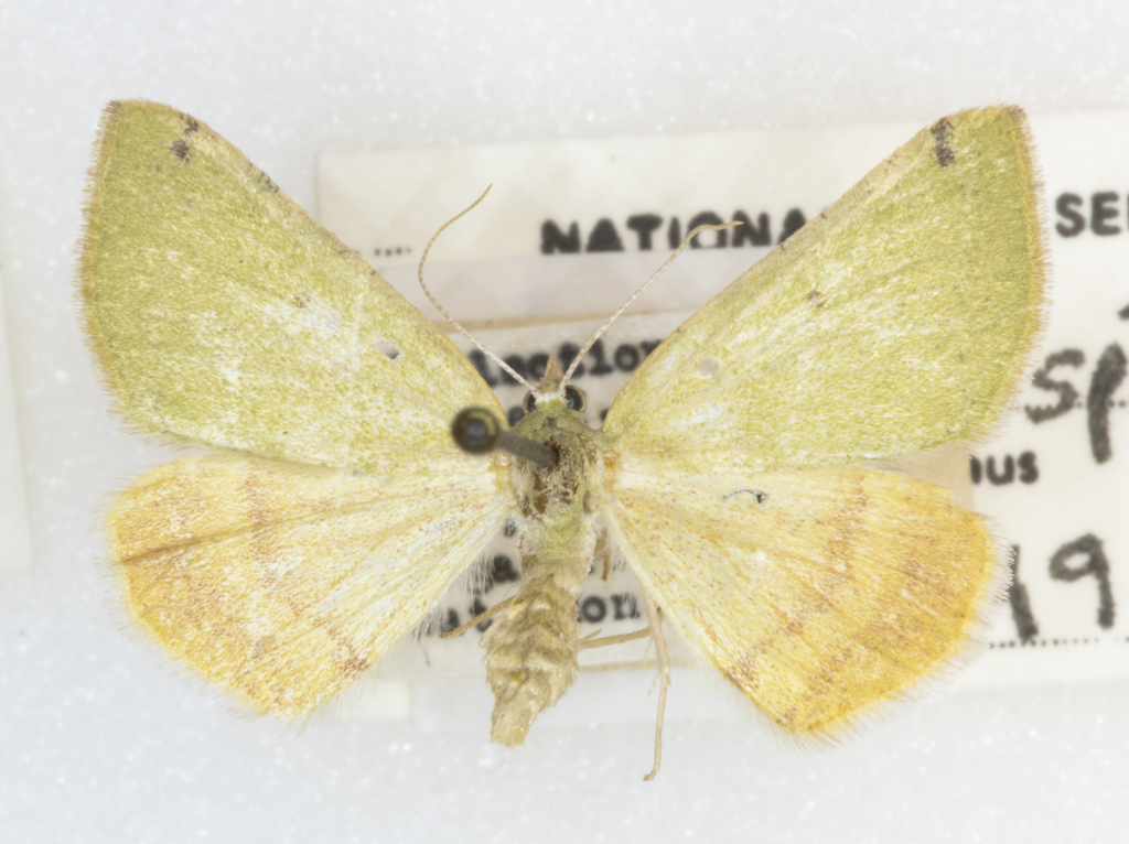 Numia bicoloraria