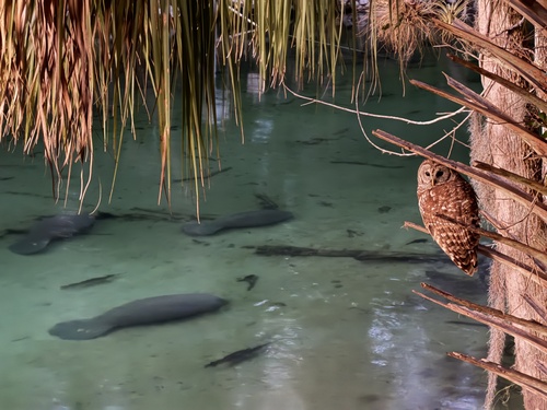 View observation of {o.common_name} on iNaturalist