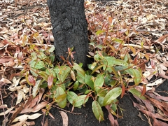 Corymbia gummifera