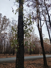 Corymbia gummifera