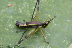 Paramastax mariaetheresiae