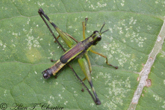 Paramastax mariaetheresiae