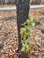 Corymbia gummifera