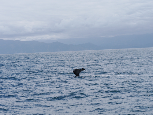 Sperm whale