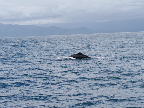 Sperm whale