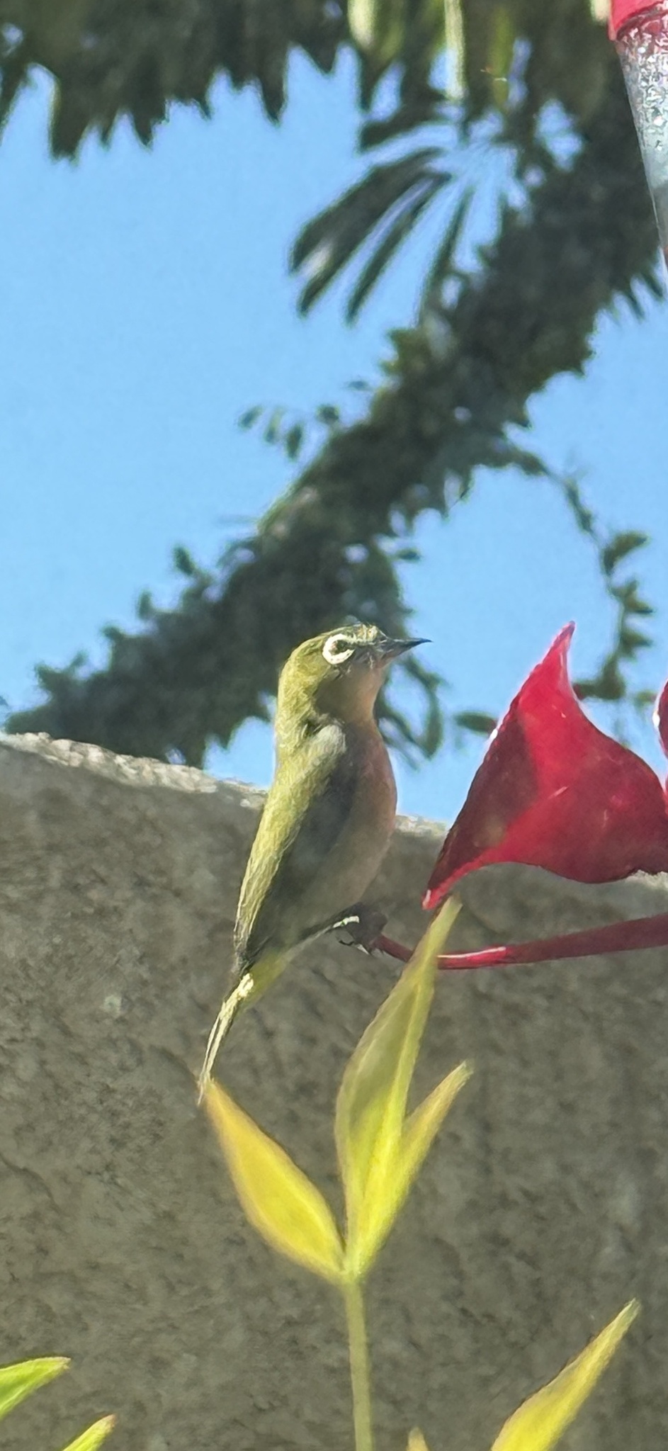 Swinhoe's White-eye (Zosterops simplex), photo 7