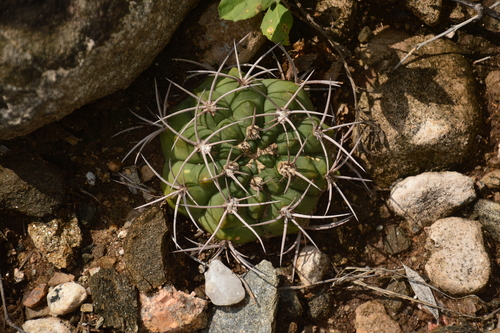 Gymnocalycium oenanthemum