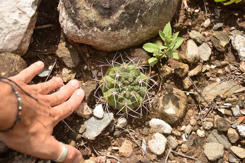 Gymnocalycium oenanthemum