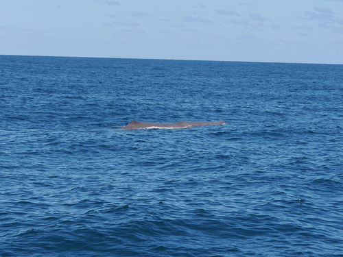 Sperm whale