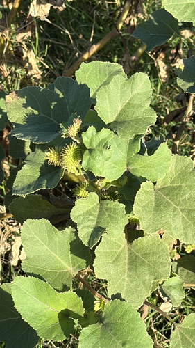 Xanthium occidentale, 2026-01-19