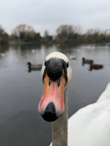 Cisne vulgar (Cygnus olor)