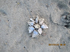Dosima fascicularis