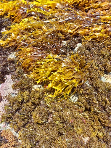 Pachymenia lusoria, 2026-01-05