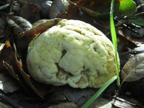 bolete mould