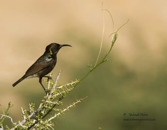 Dusky Sunbird photo 5